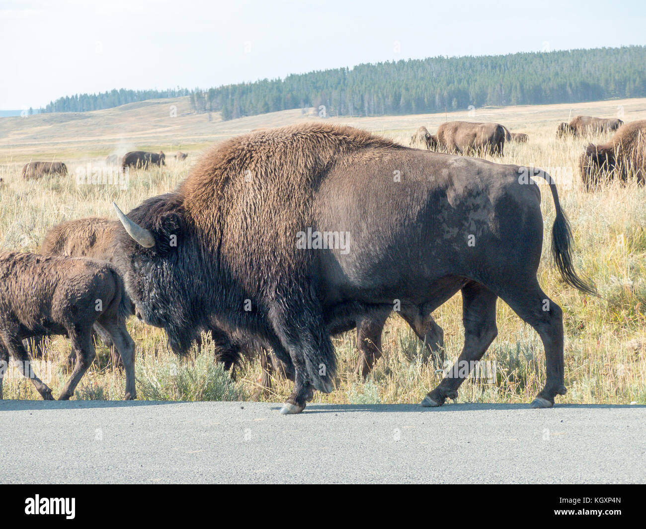 Wild Bison in Yellowstone National Park Stock Photo