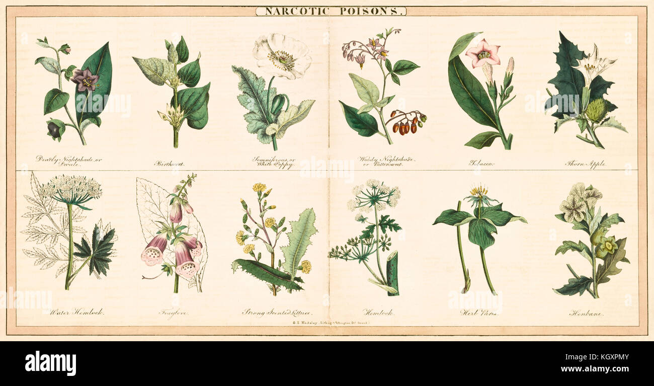 Old illustration of twelve narcotic plants. By Spratt and Madeley, publ. in London, 1843 Stock Photo