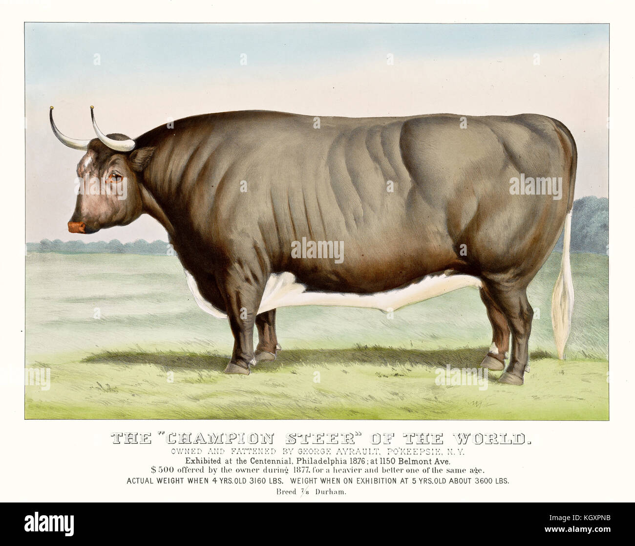 Old illustration of the champion steer of the world. By Currier & Ives, publ.  1877 Stock Photo