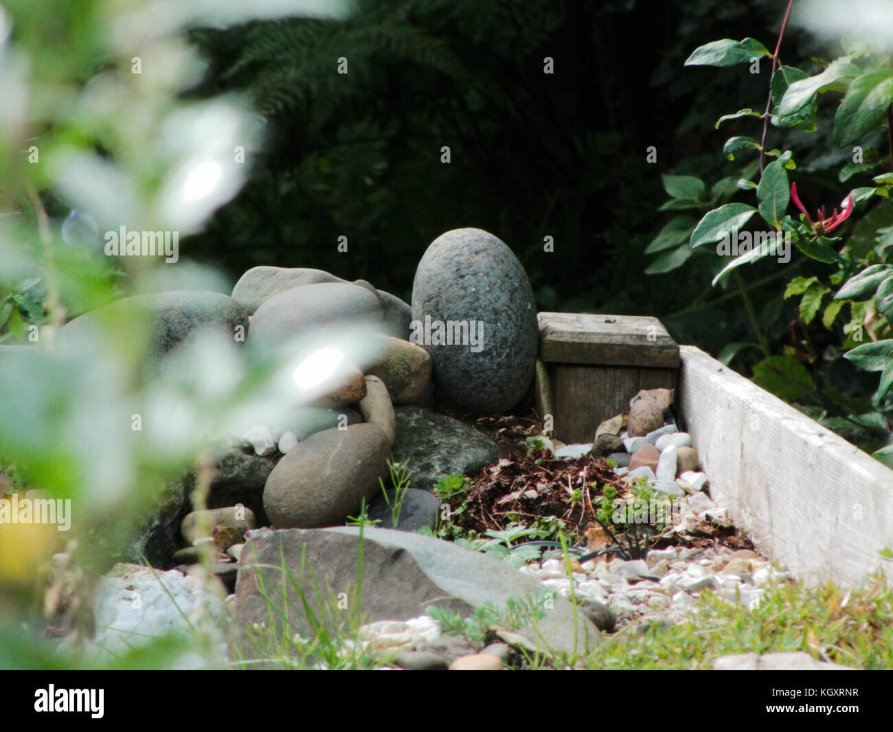 Edge of a rockery garden Stock Photo - Alamy