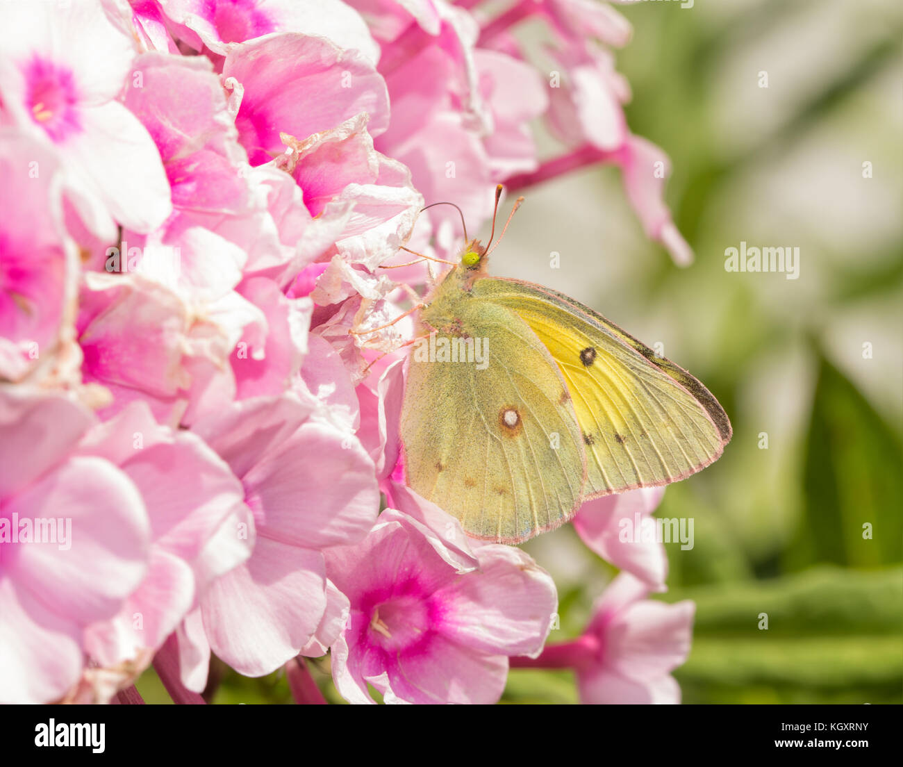 Beautiful yellow Clouded Sulphur butterfly feeding on pink Phlox flowers Stock Photo