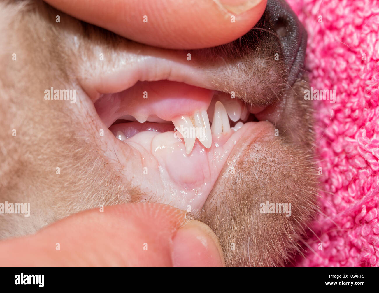 Kitten with deciduous canine tooth being replaced with permanent one, both showing at the same time Stock Photo
