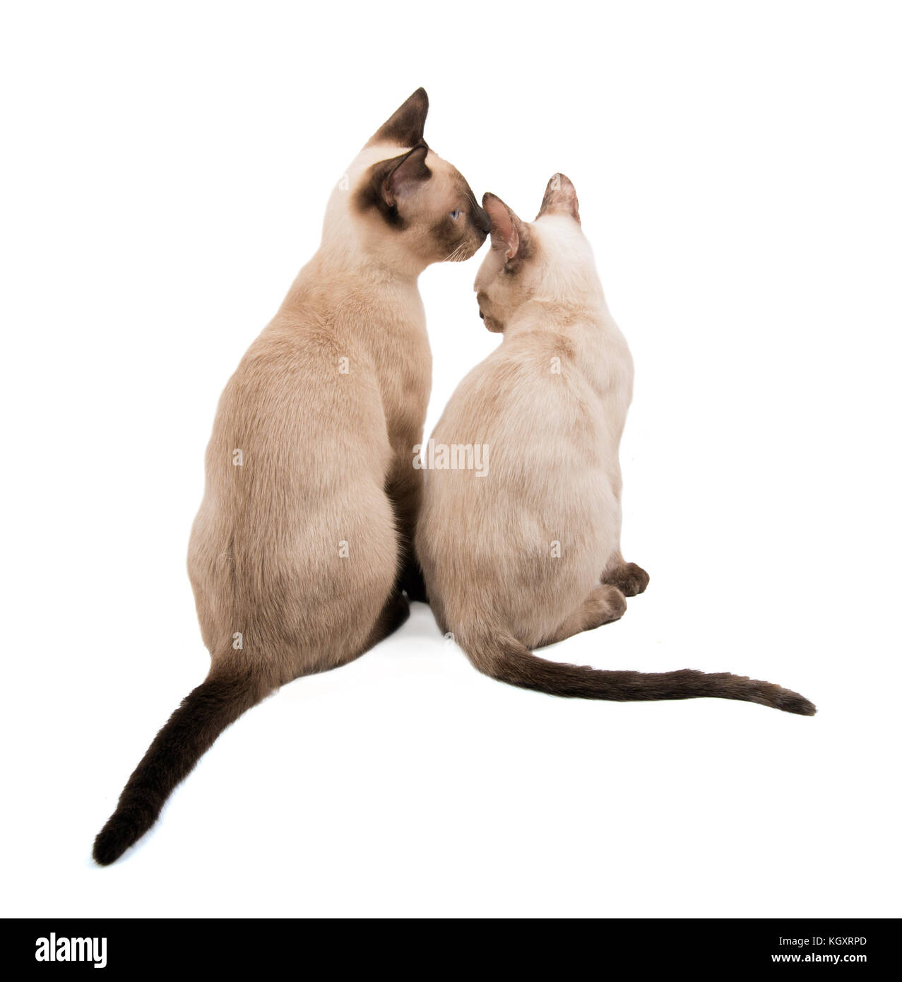 Two young Siamese cats sitting next to each other, showing affection, on white Stock Photo
