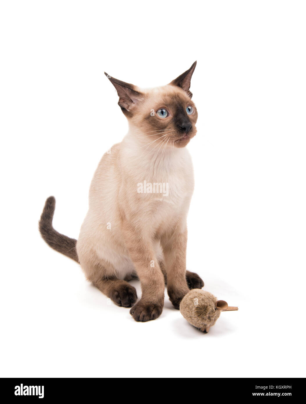 Young Siamese cat sitting with a toy looking up, on white Stock Photo