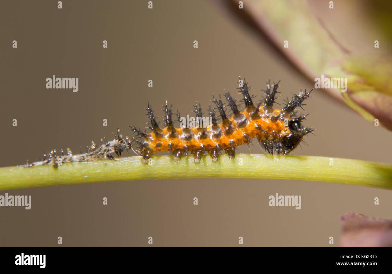 Three days old Gulf Fritillary butterfly caterpillar, right after shedding his first instar skin, visible behind him, waiting for his still translucen Stock Photo
