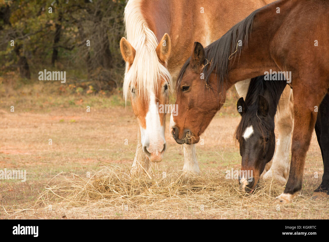 Three horses eating hay from the ground in pasture, standing close to each other Stock Photo
