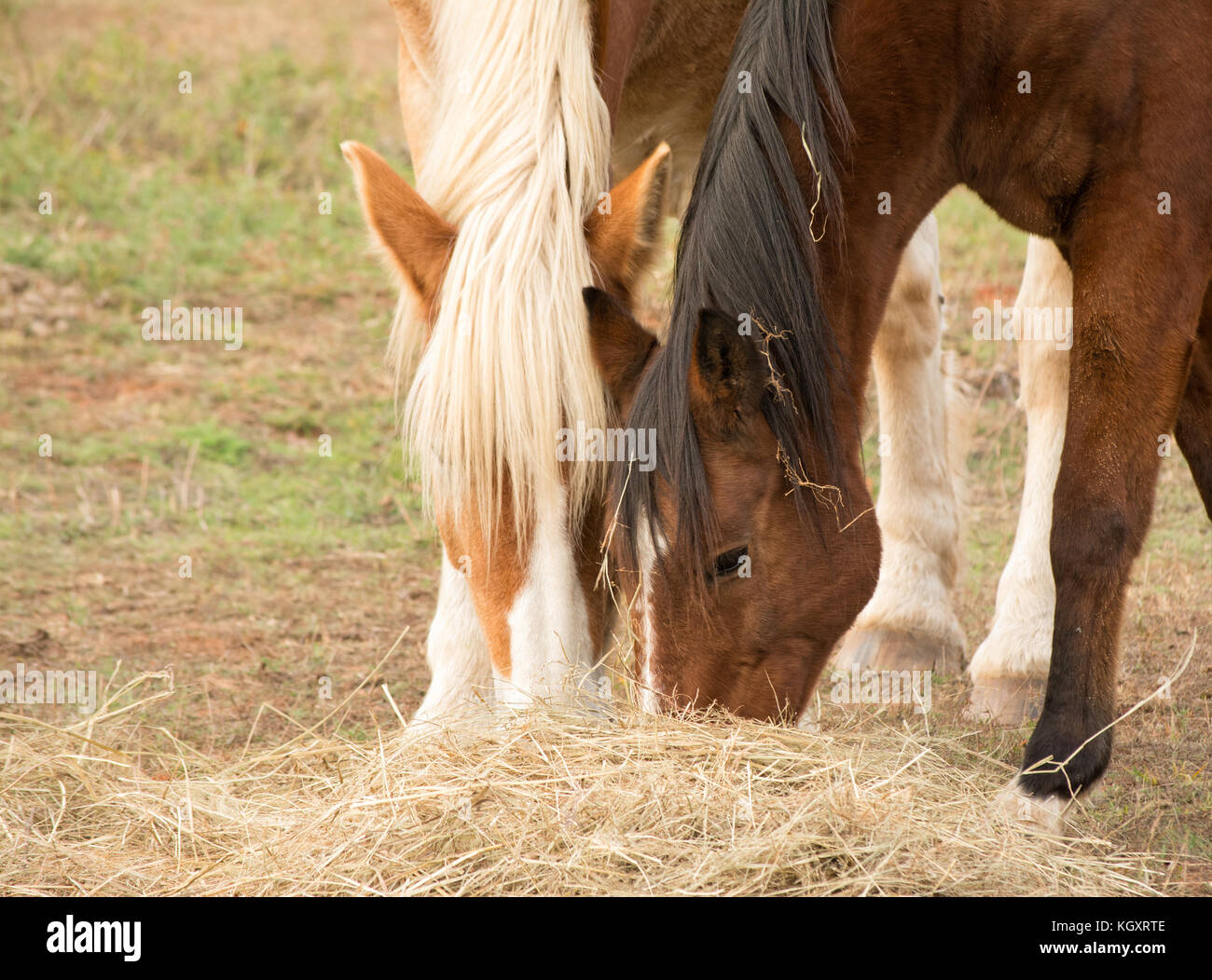 Two horses eating hay off the ground in late fall pasture Stock Photo