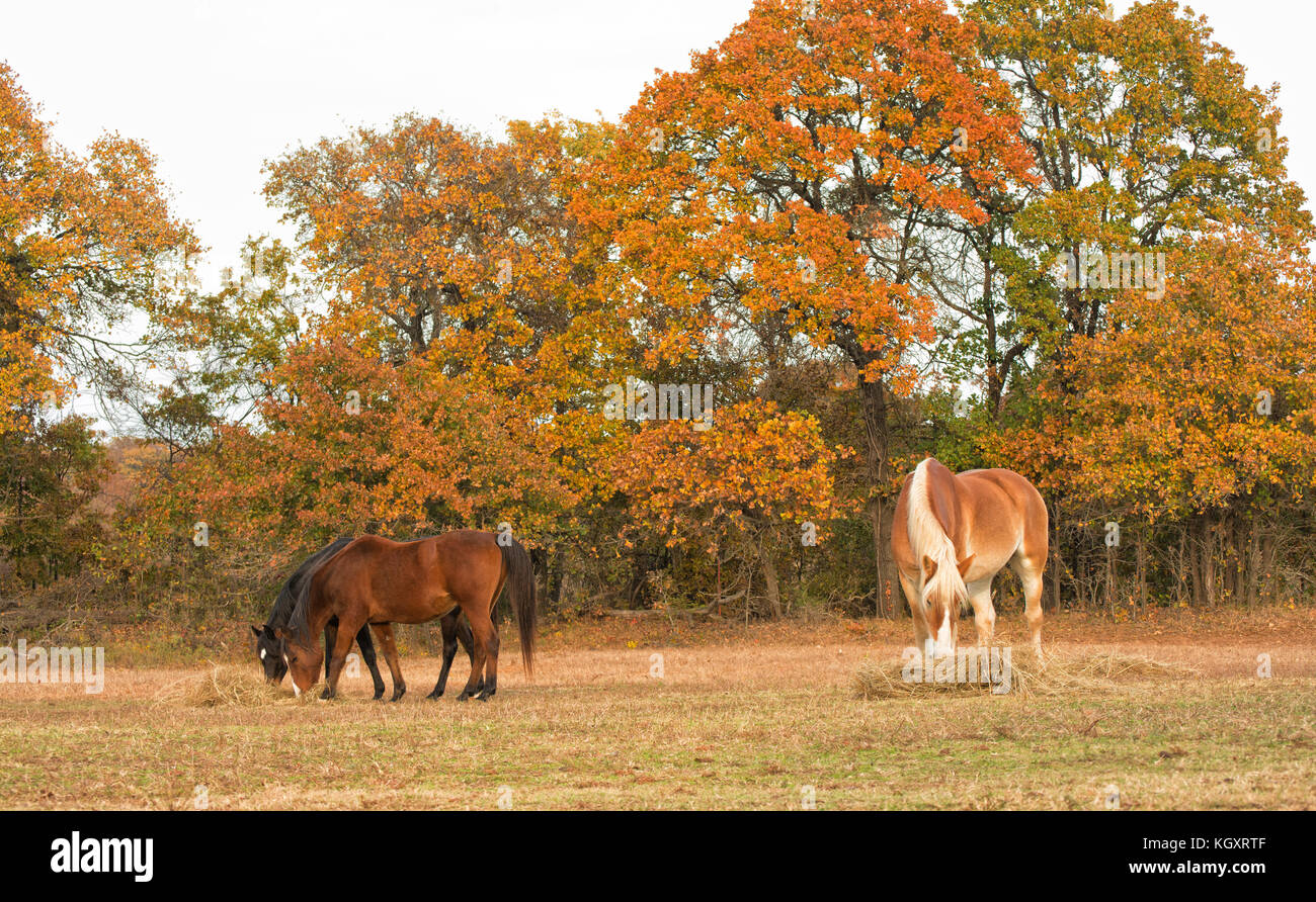 Three horses eating hay off the ground in pasture with fall foliage on