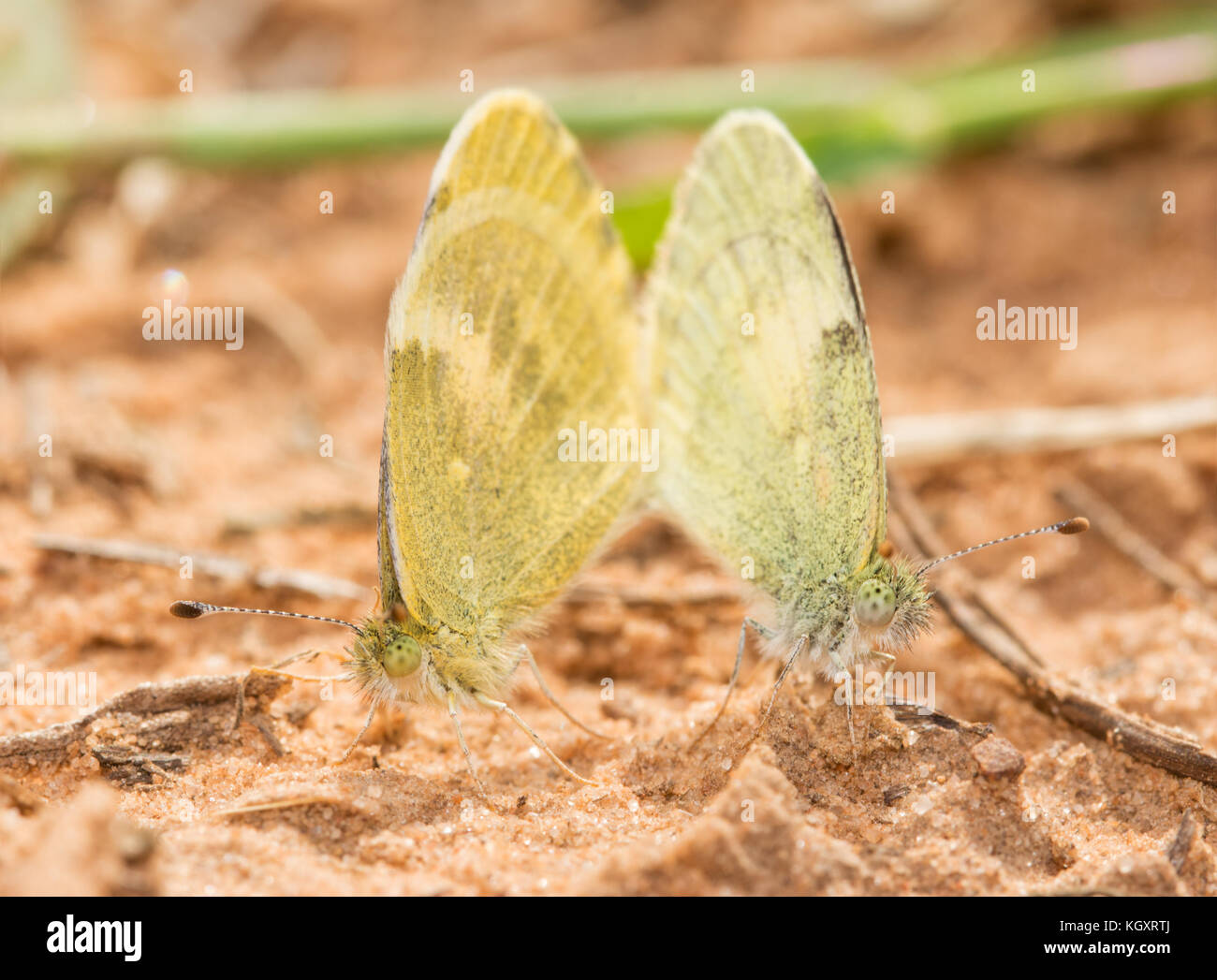 Little Yellow butterflies mating Stock Photo