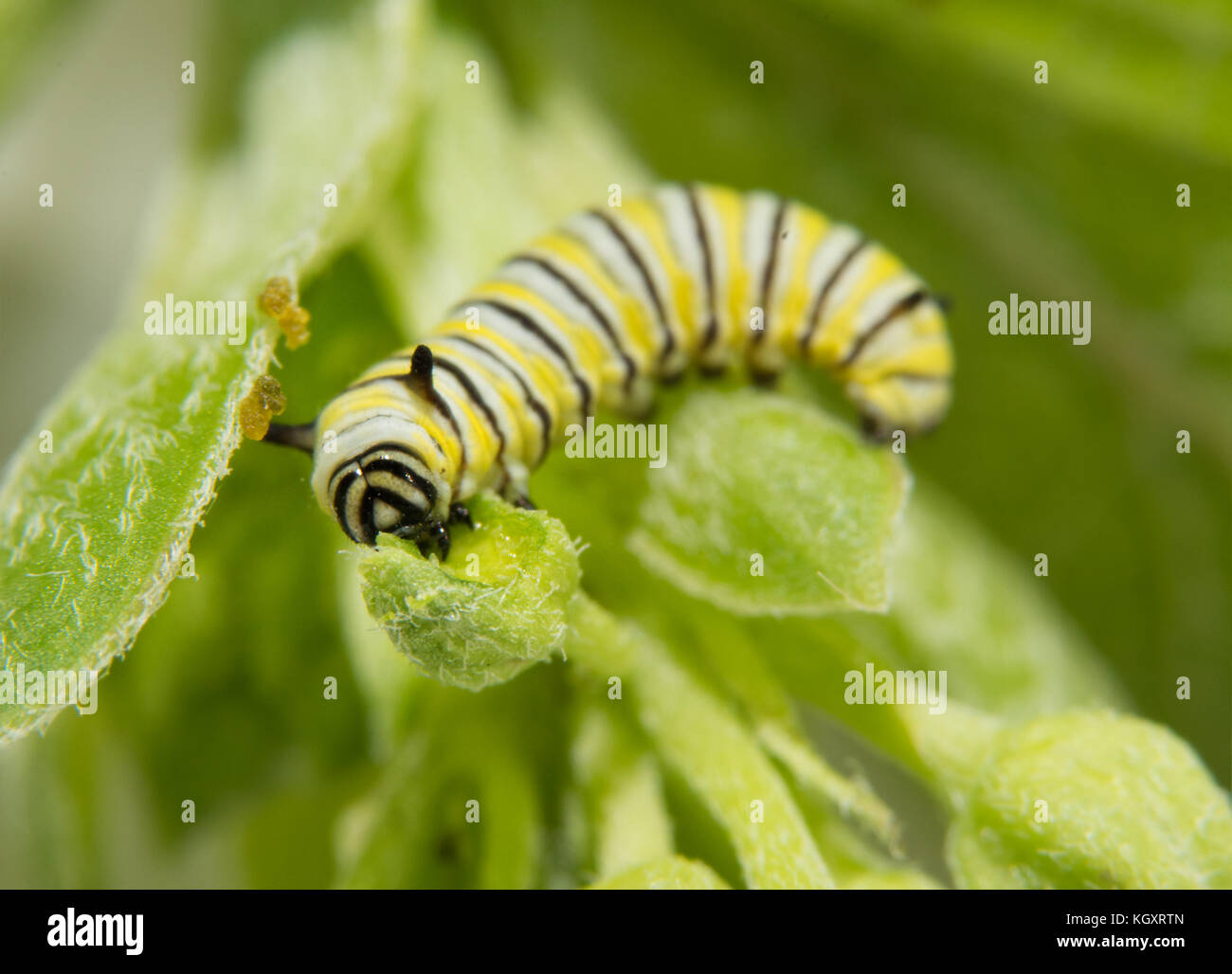 Very small second instar Monarch butterfly caterpillar eating on a Milkweed bud Stock Photo