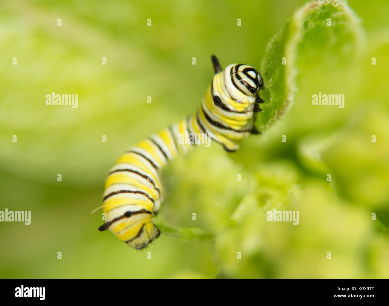 Second instar Monarch caterpillar eating a Milkweed leaf Stock Photo