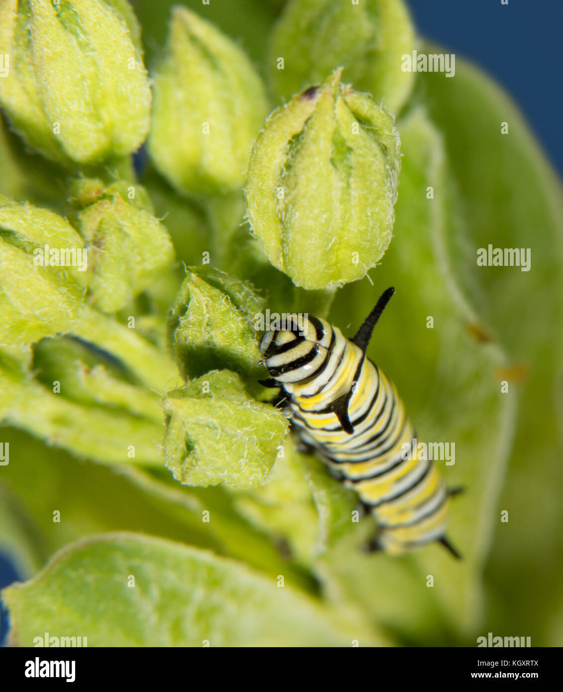 Small second instar Monarch caterpillar eating a soft and tender Milkweed bud Stock Photo