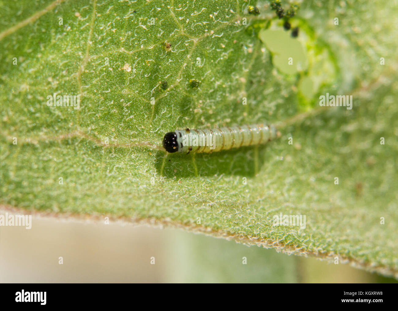 Very small first instar Monarch caterpillar soon after hatching from egg, resting on a Milkweed after eating a hole in the leaf Stock Photo