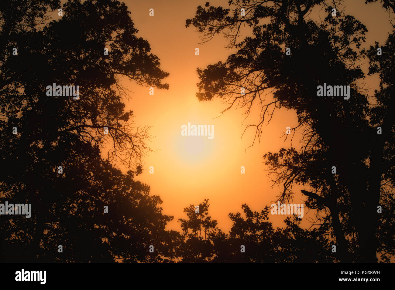 Early morning sun shining through trees in heavy fog, in hues of deep orange Stock Photo
