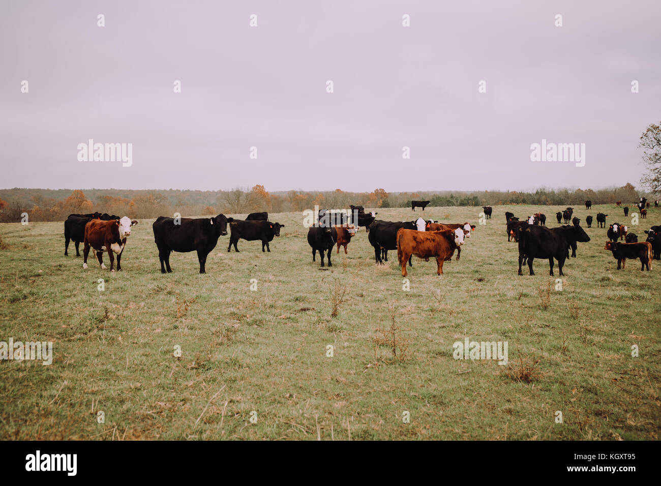 cattle in field Stock Photo - Alamy