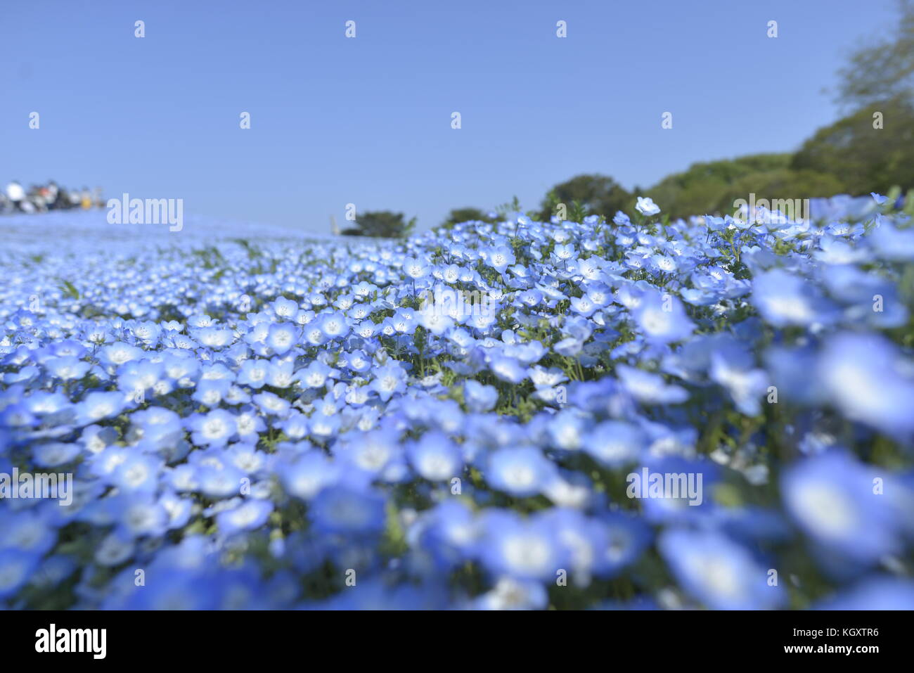 Nemophila Stock Photos & Nemophila Stock Images - Alamy