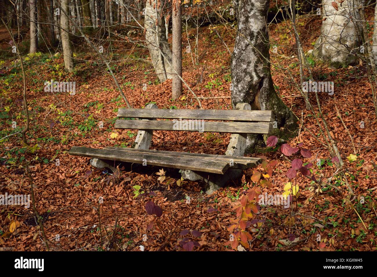bench in forest Stock Photo