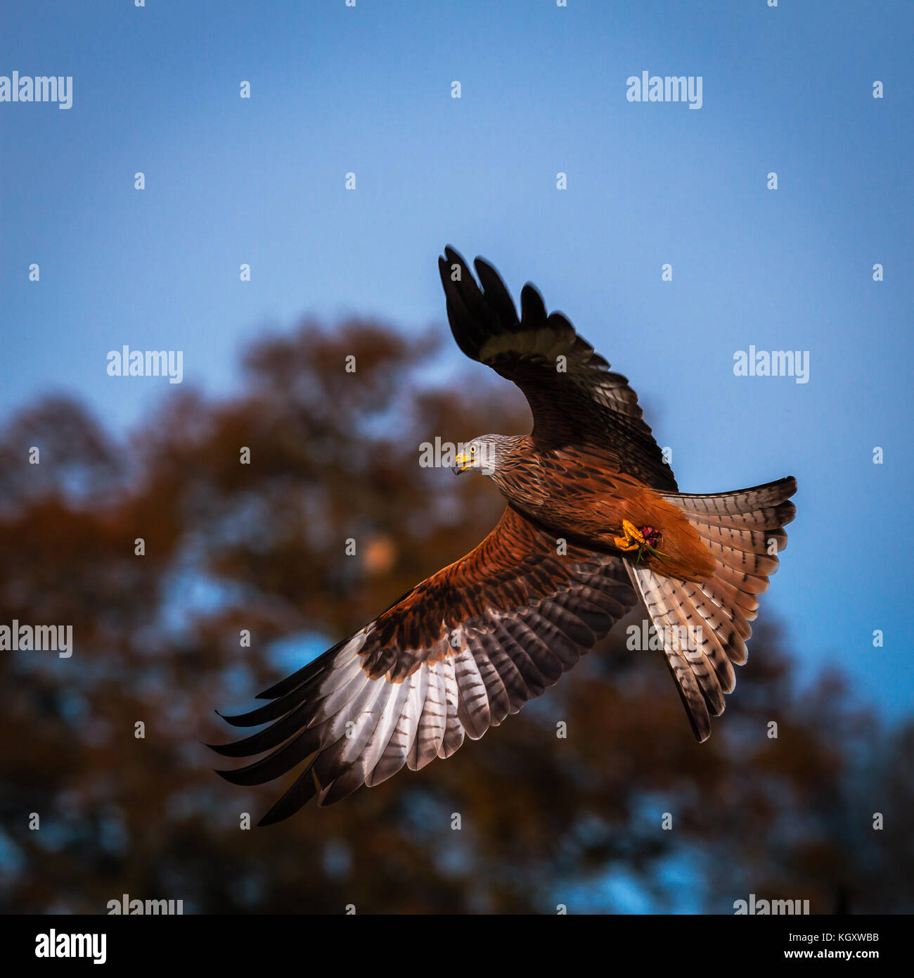 Welsh Red Kite Stock Photo