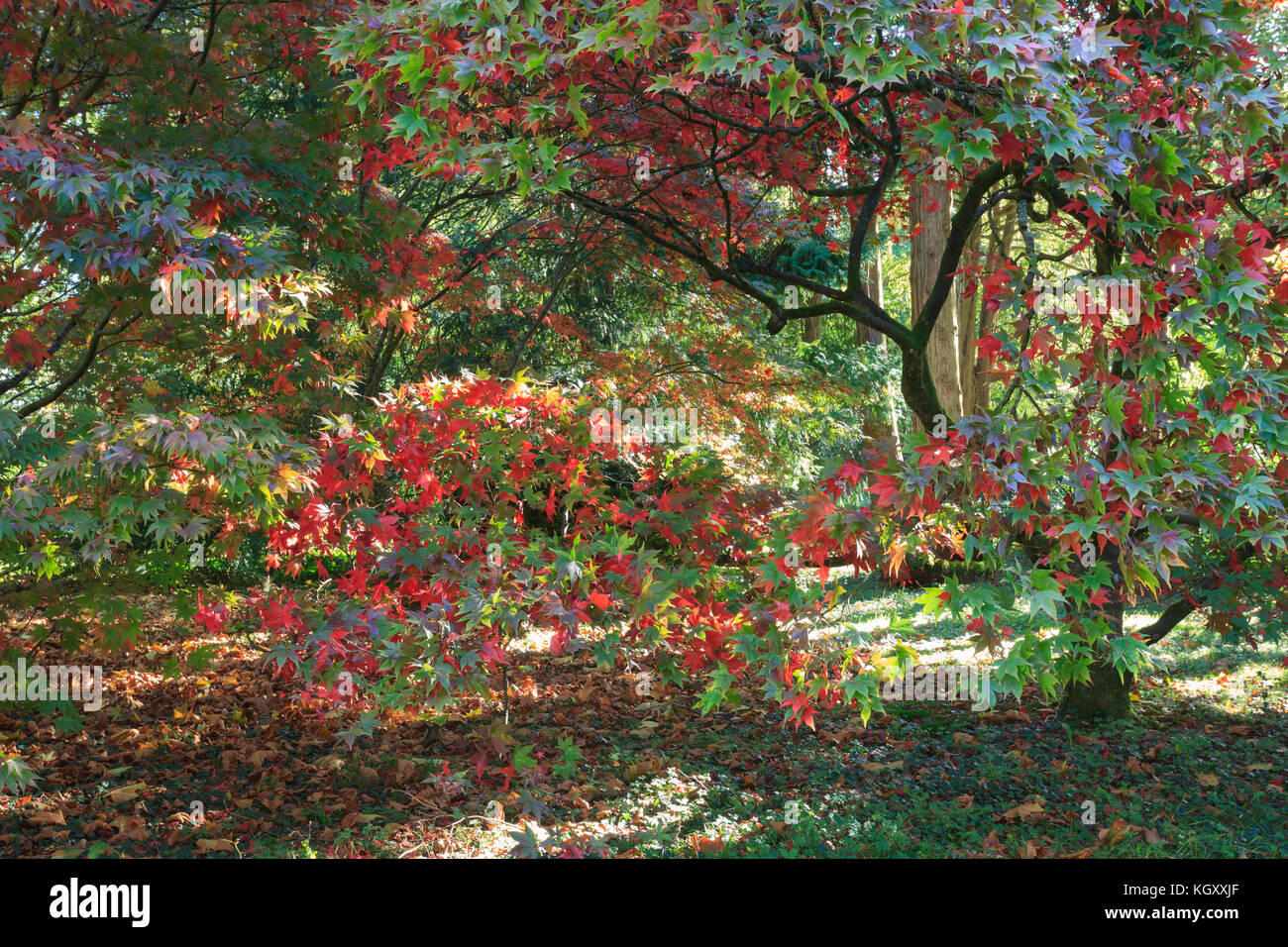 Autumnal colours of the trees and leaves at Westonbirt Arboretum, Gloucestershire, UK. Stock Photo
