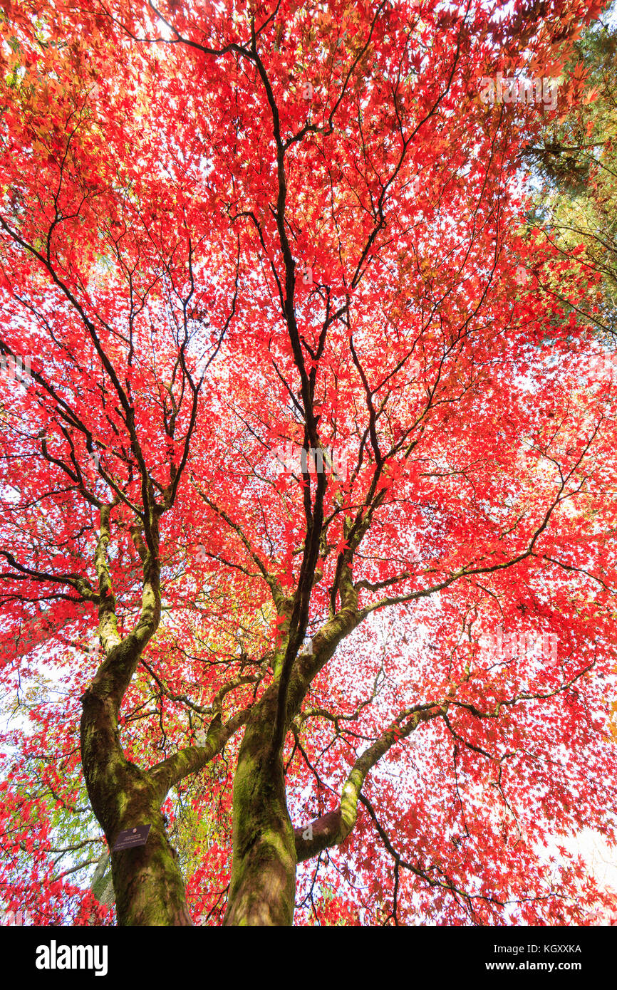 Autumnal colours of the trees and leaves at Westonbirt Arboretum, Gloucestershire, UK. Stock Photo