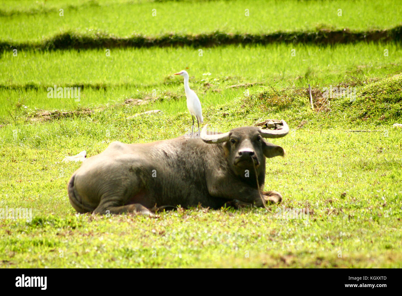A common egret (Ardea alba) resting on a water buffaloes' back, candid genuine moment of rural life, slow living and unexpected friendship Stock Photo