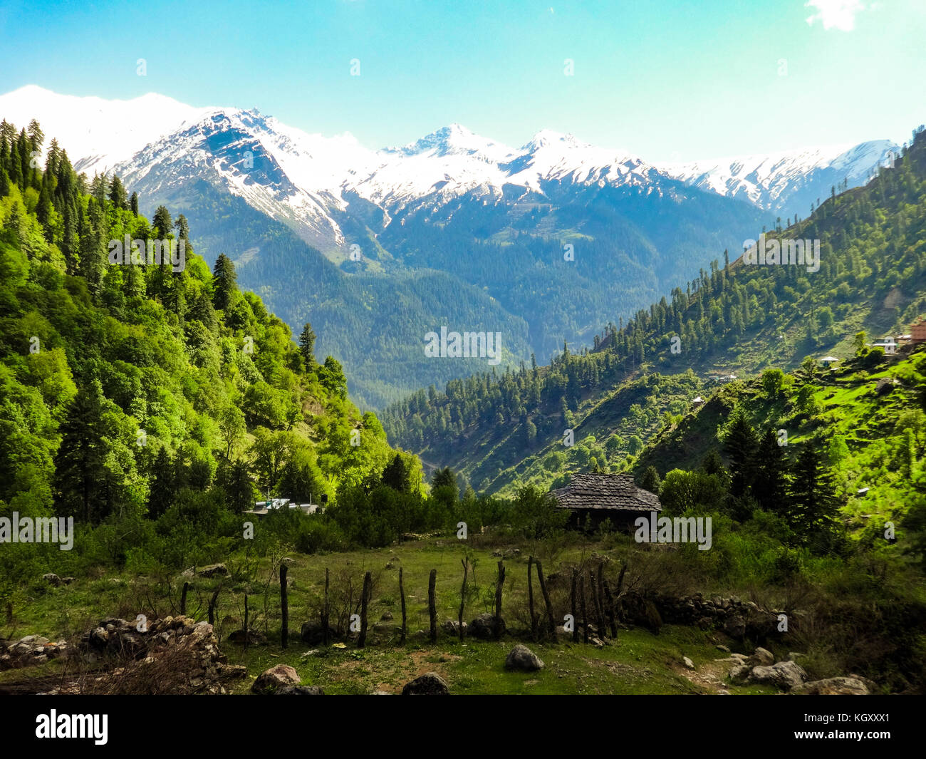 Trees forest manali himachal india hires stock photography and images Alamy
