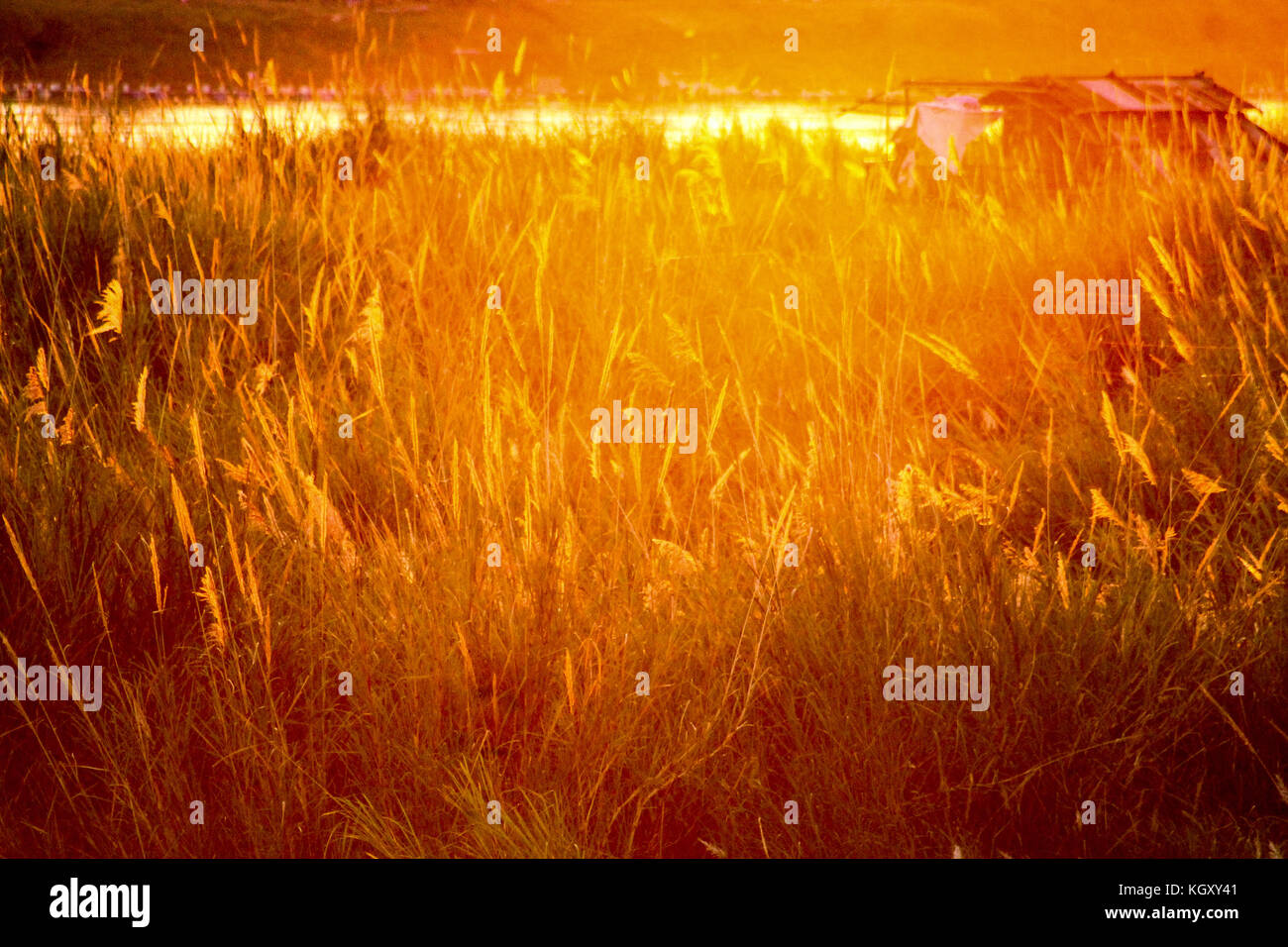 Beautiful golden light of the sunset cast on the grasses in the meadow showing the candid moment of rural life and slow living Stock Photo