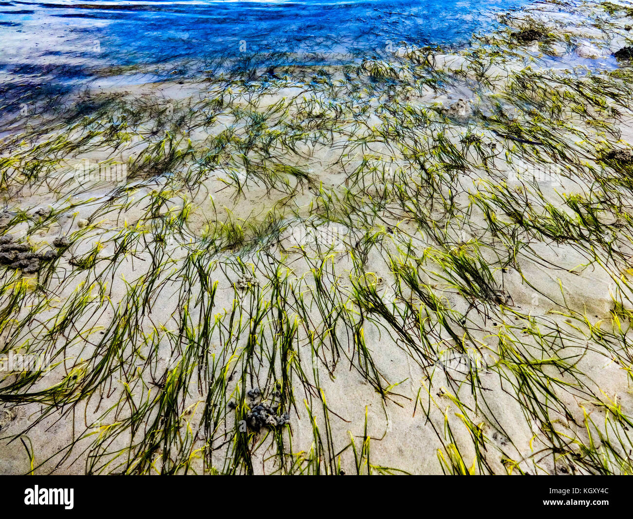 Seaweeds exposed by the low tide in Siquijor Island, Philippines Stock Photo