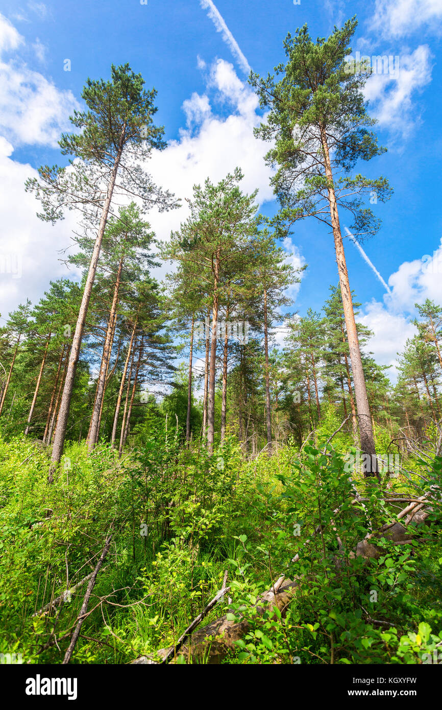 High green pine tree blue hi-res stock photography and images - Alamy