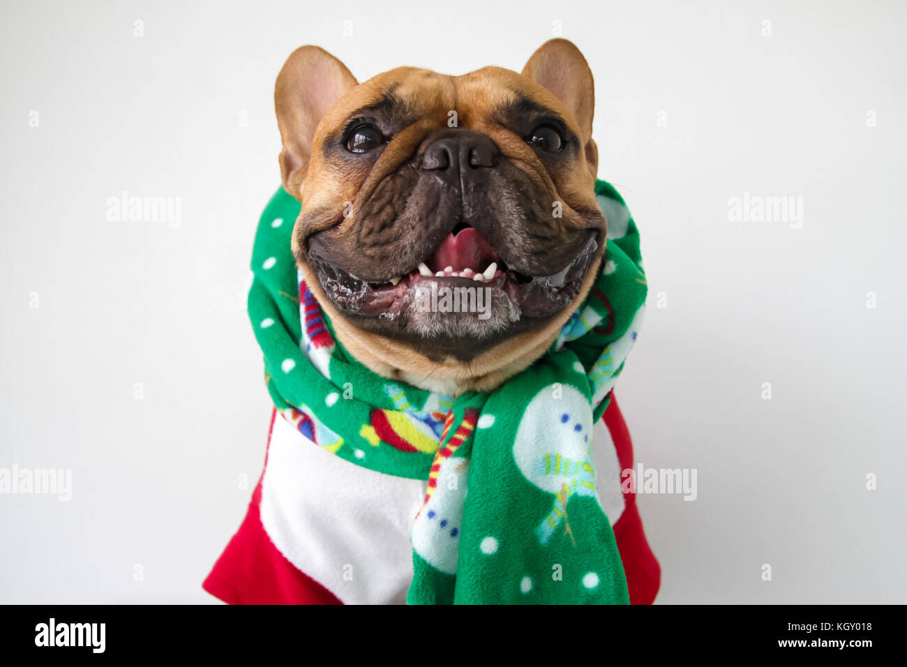 Bulldog christmas outlet outfits