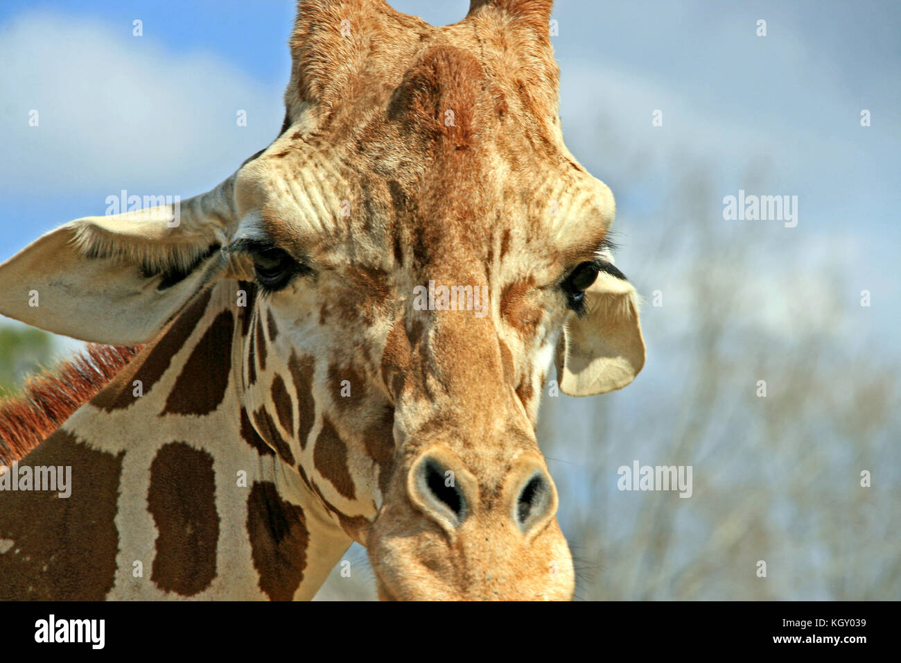 Well Hello there Giraffe face close up Stock Photo