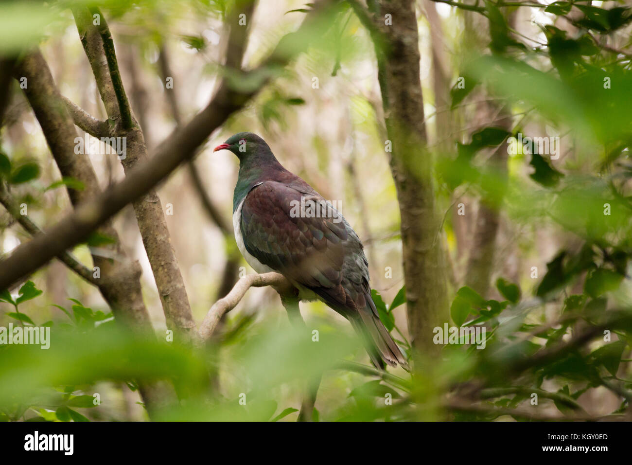 New zealand native pigeon hi-res stock photography and images - Alamy