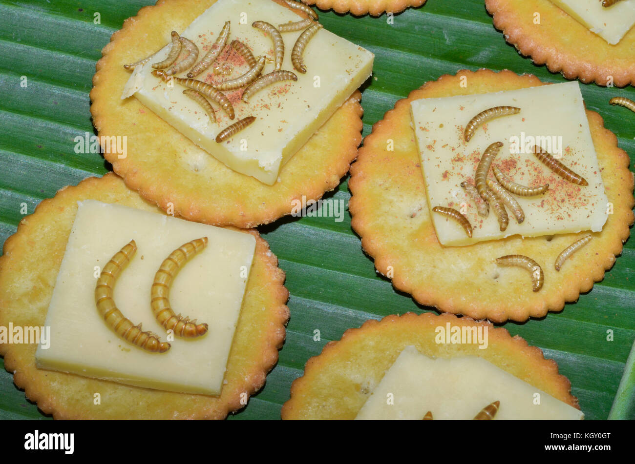 Entomophagy in action cheese biscuits with Mealworms (Tenebrio Stock