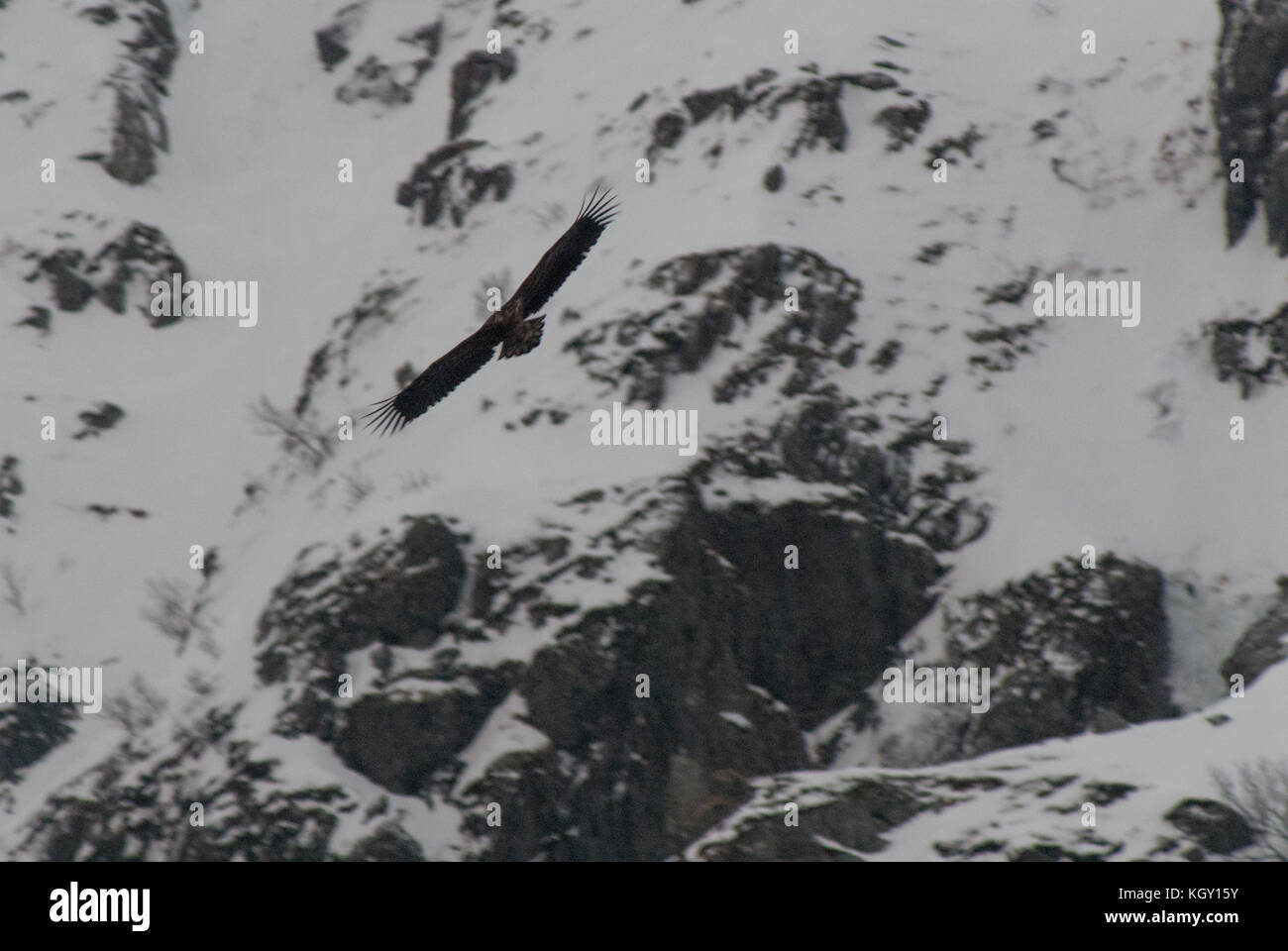 White tailed eagle is often flying along the steep slopes of mountains in Lofoten,Norway Stock Photo