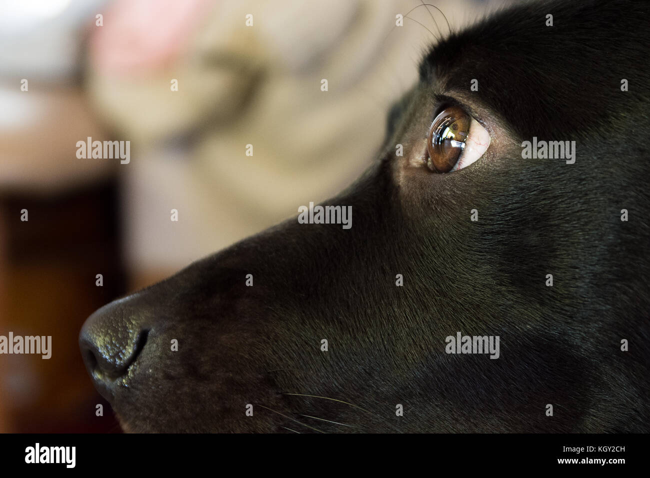 A black Labrador profile portrait Stock Photo