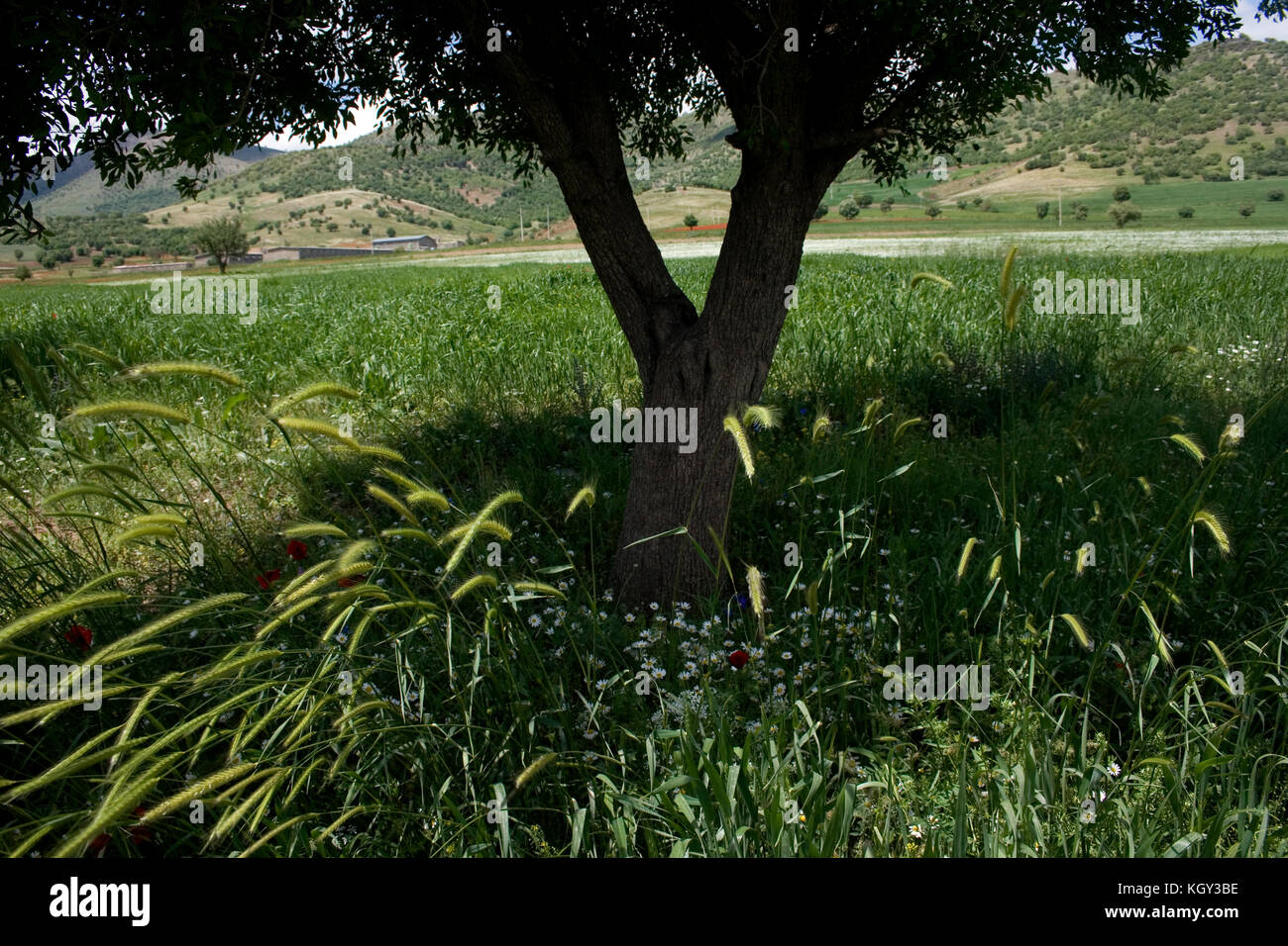 Kurdistan nature in springtime with lots of red flowers Stock Photo Alamy