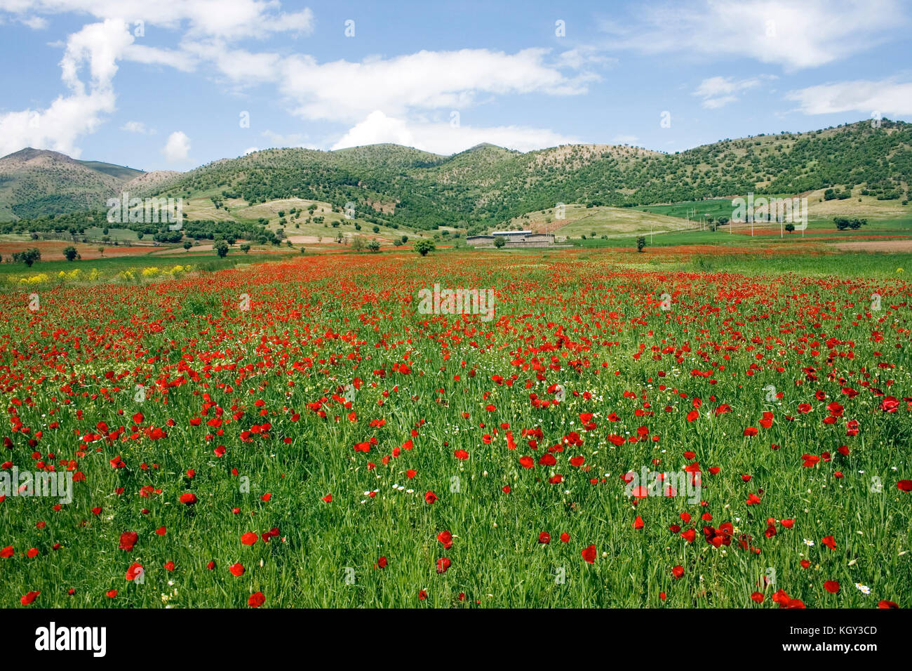 Kurdistan nature in springtime with lots of red flowers Stock Photo Alamy