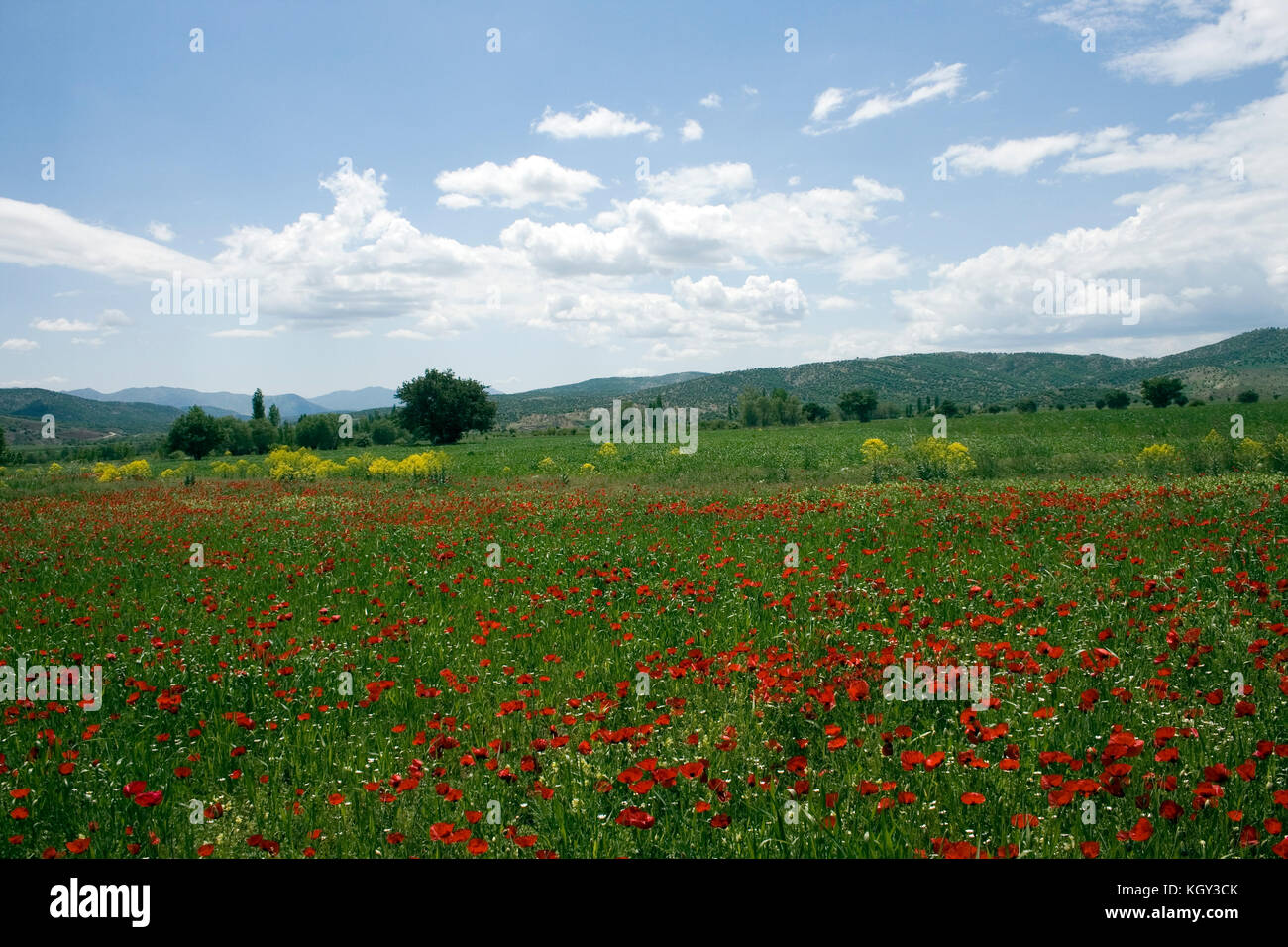Kurdistan nature in springtime with lots of red flowers Stock Photo Alamy