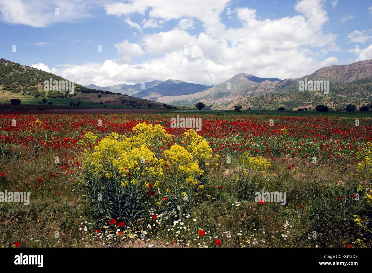 Kurdistan nature in springtime with lots of red flowers Stock Photo Alamy