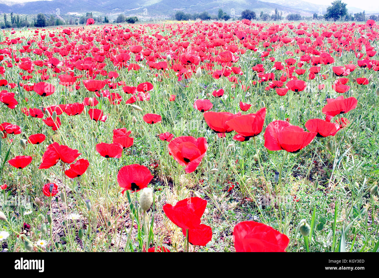 Kurdistan nature in springtime with lots of red flowers Stock Photo Alamy