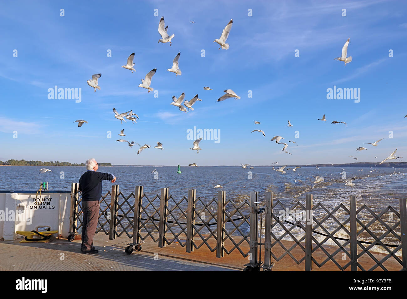 SCOTLAND, VIRGINIA - FEBRUARY 20 2017: Man feeding ring-billed seagulls from the aft deck of the Jamestown-Scotland Ferry boat Pocahontas. This histor Stock Photo