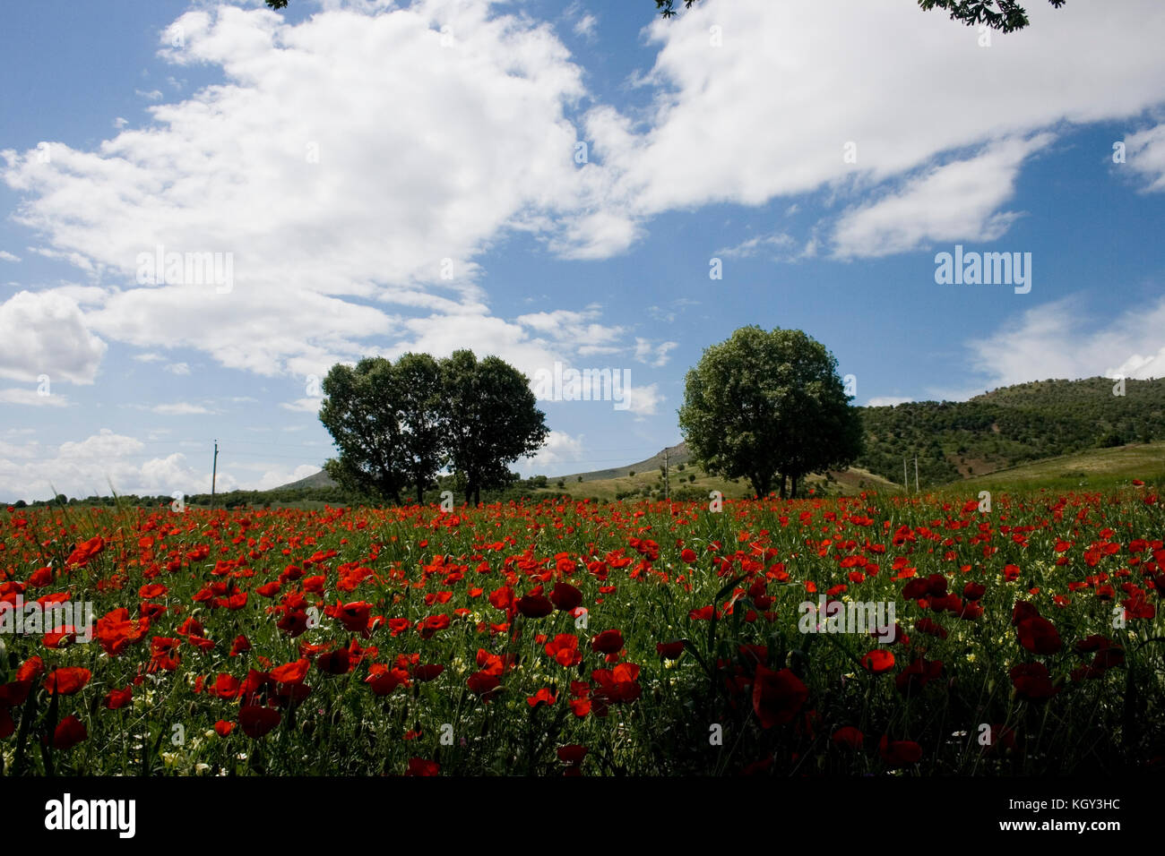 Kurdistan nature in springtime with lots of red flowers Stock Photo Alamy
