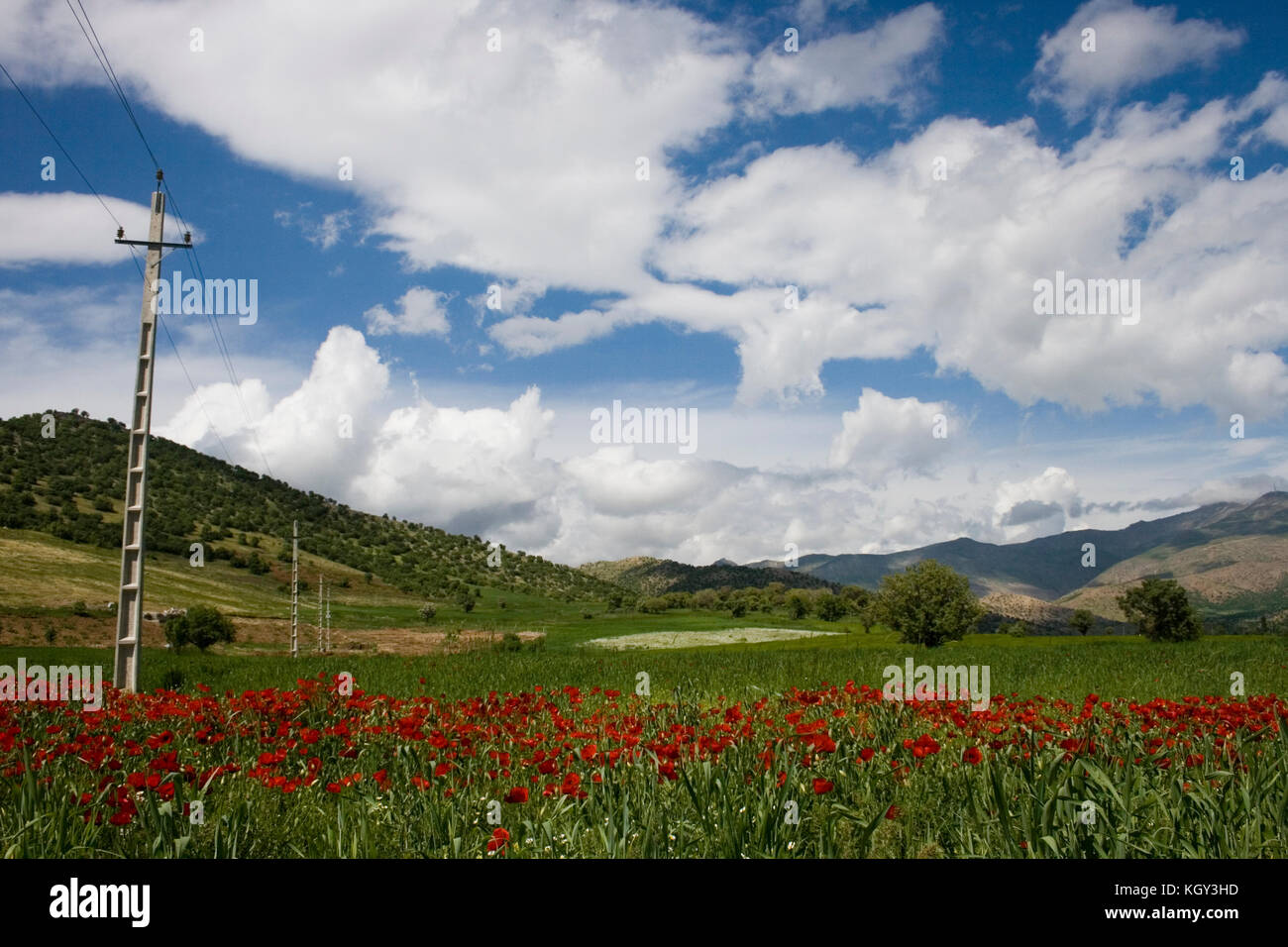 Kurdistan nature in springtime with lots of red flowers Stock Photo Alamy