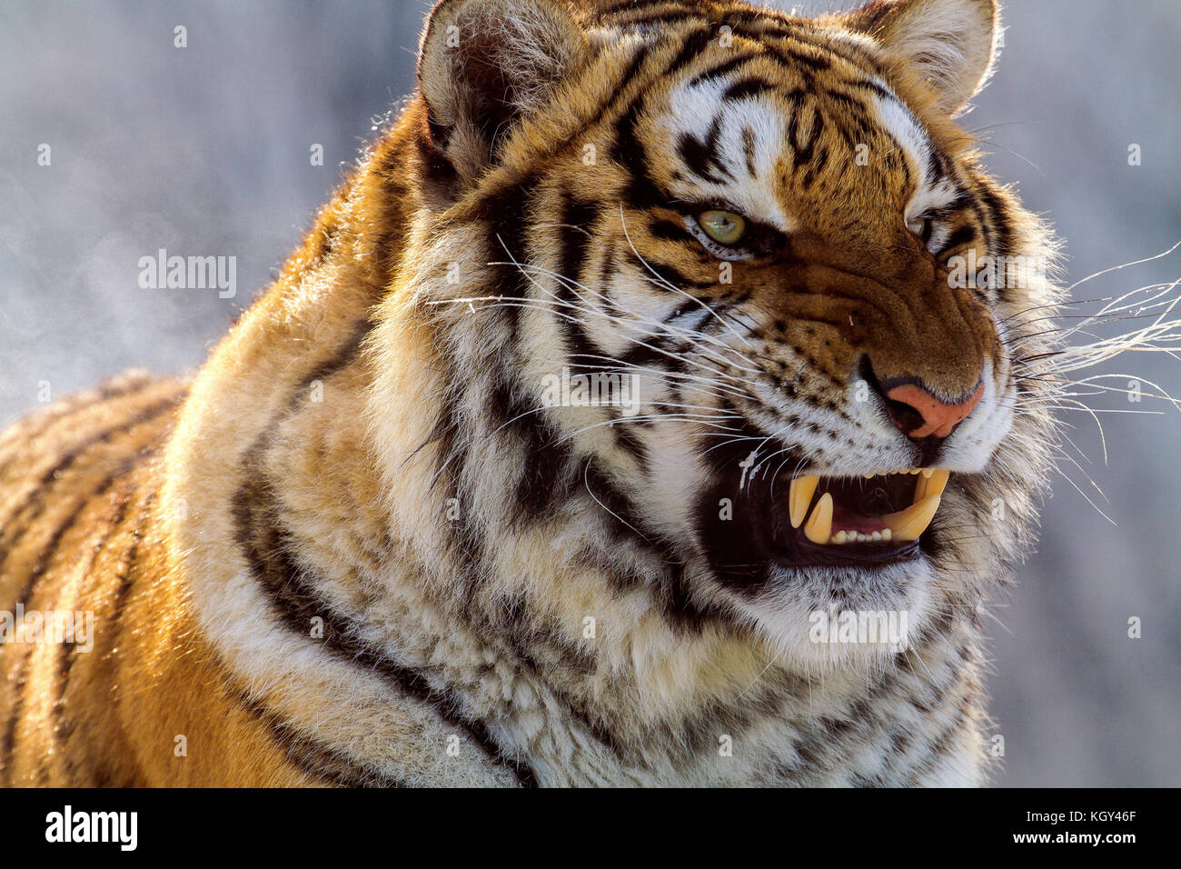 North china tiger hi-res stock photography and images - Alamy