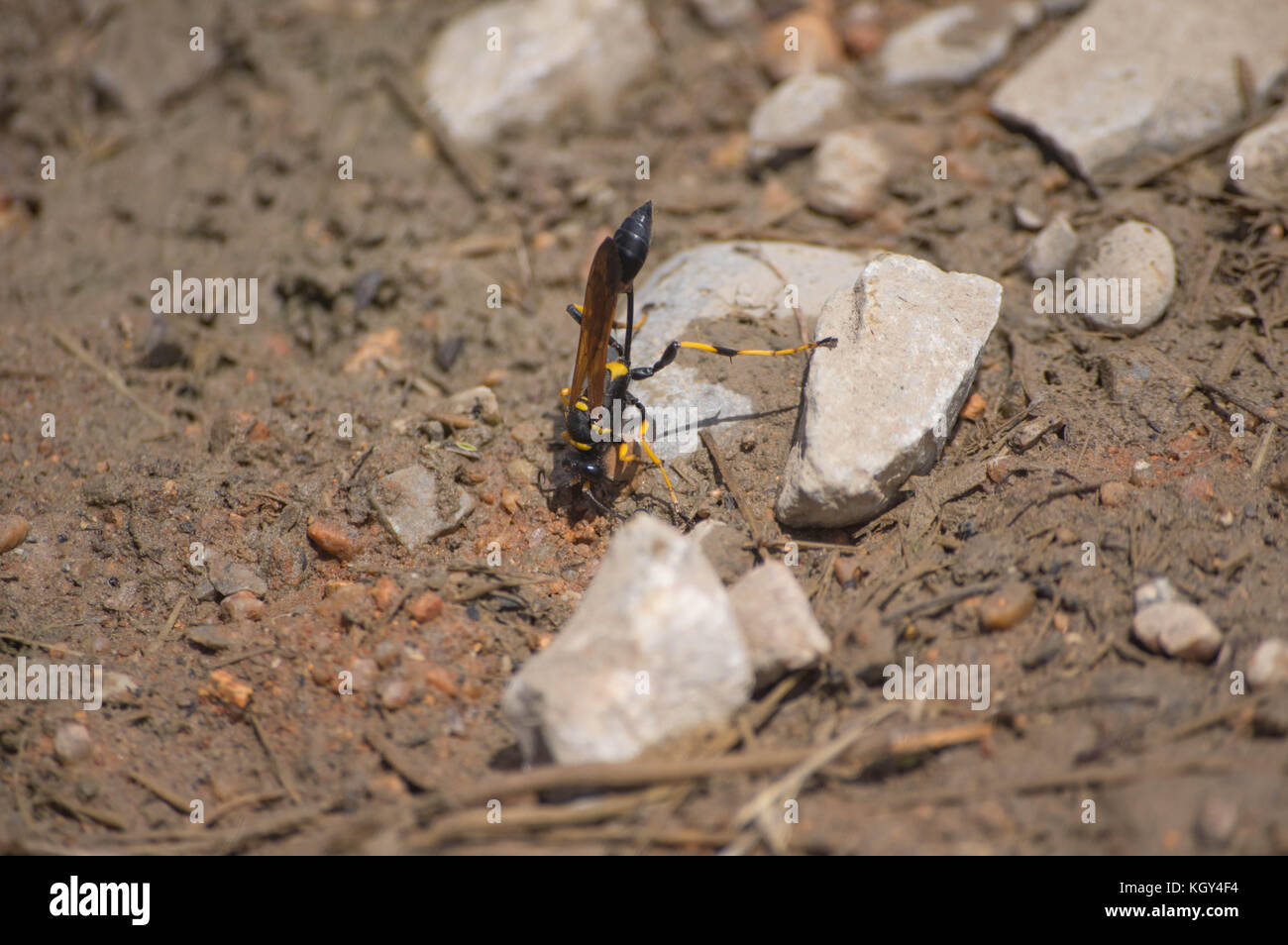 Mud dauber gathering mud Stock Photo Alamy