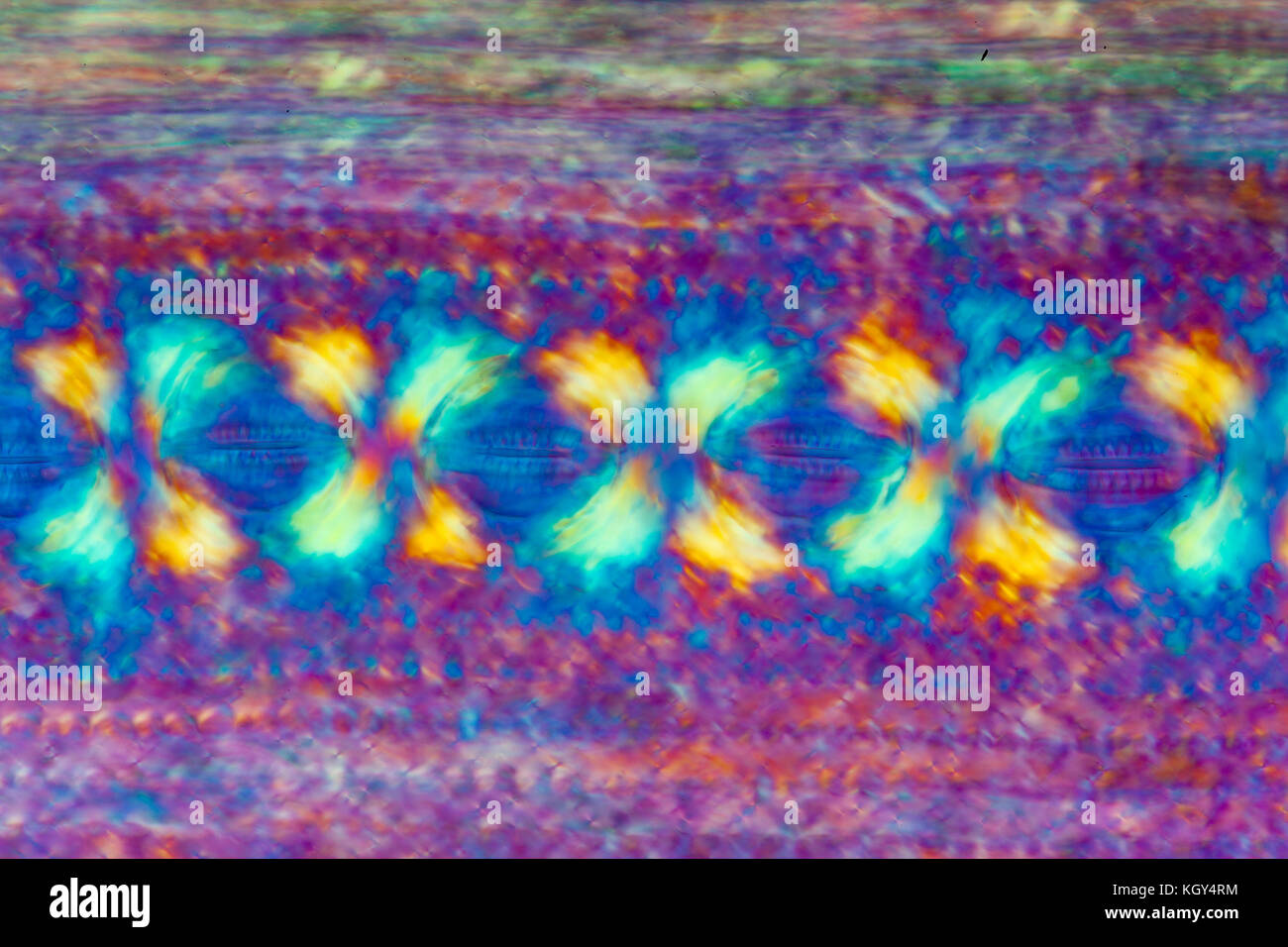 Cross polarized photomicrograph, Dutch rush Silicious cuticle LS. Stock Photo