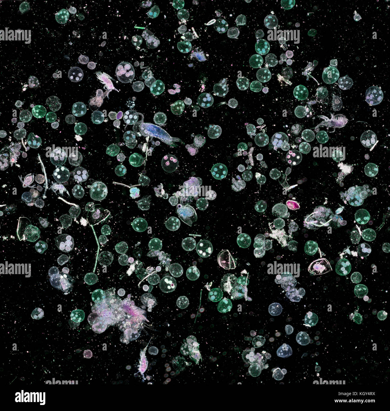 Freshwater plankton including Volvox, darkfield photomicrograph. These organisms include bacteria, archaea, algae, protozoa Stock Photo