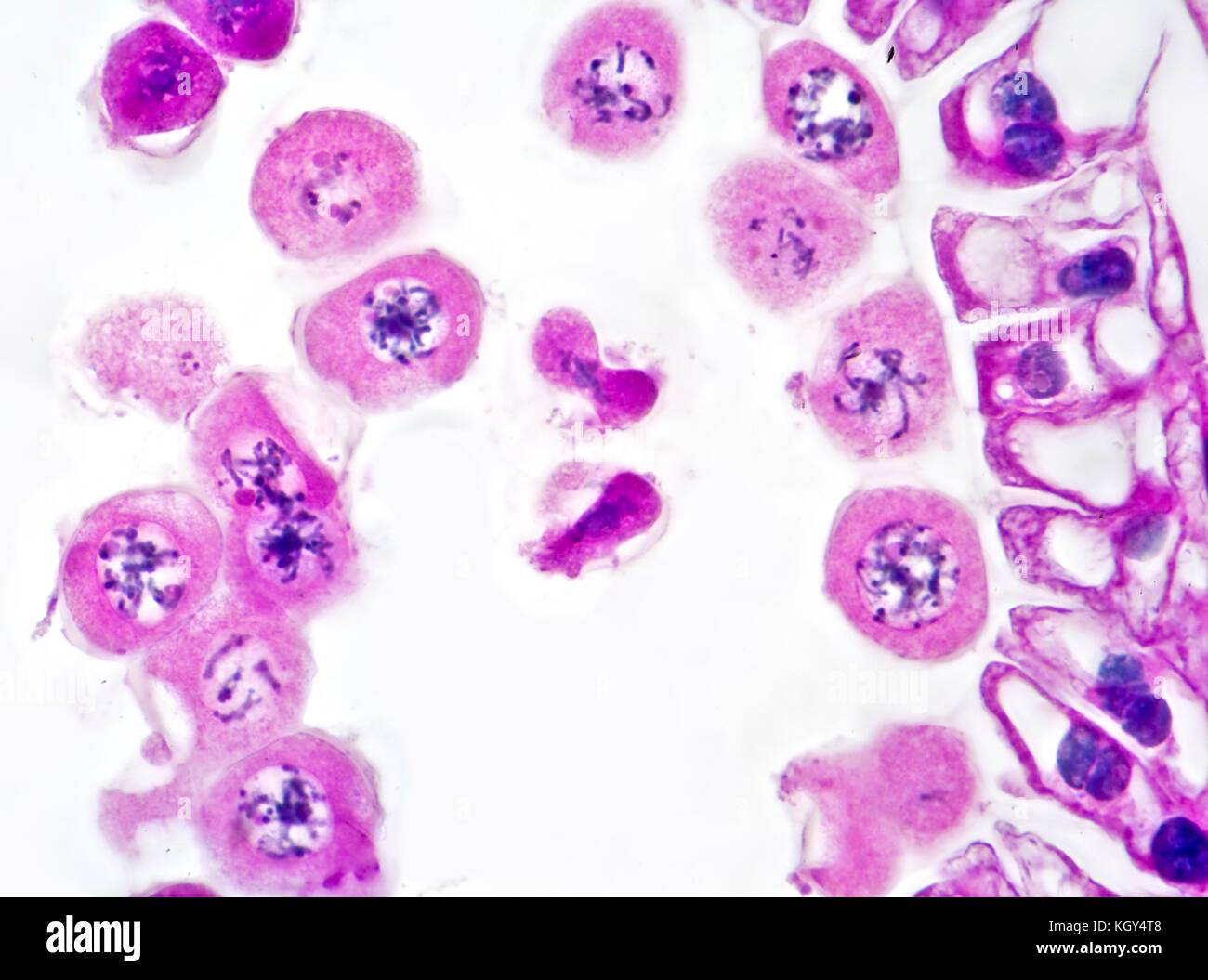 Lily meiosis, division stage, brightfield photomicrograph, chromosome threads Stock Photo