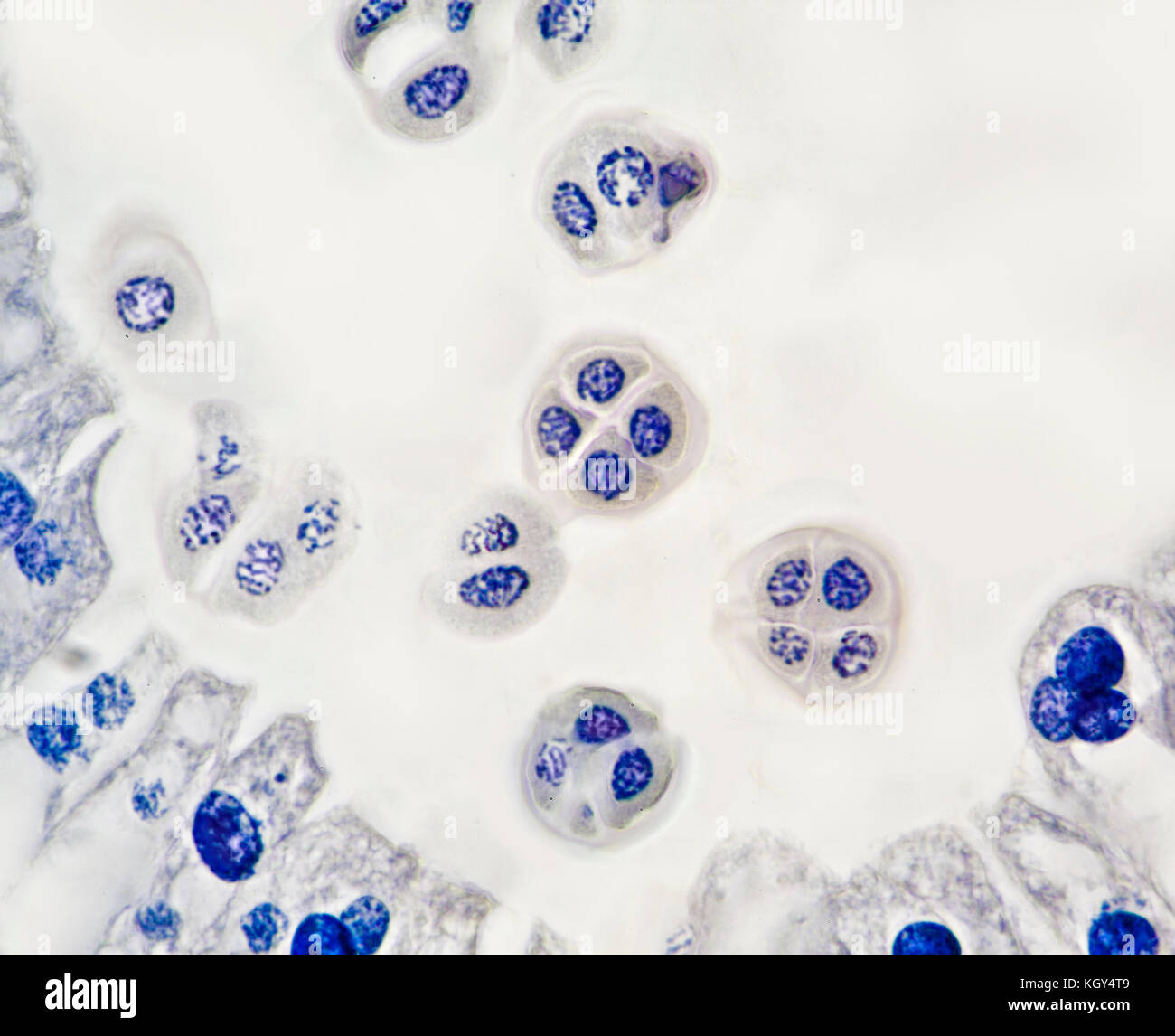 Lily meiosis Tetrads. Parcels of four pollen grains within each mother cell, division stage, brightfield photomicrograph Stock Photo