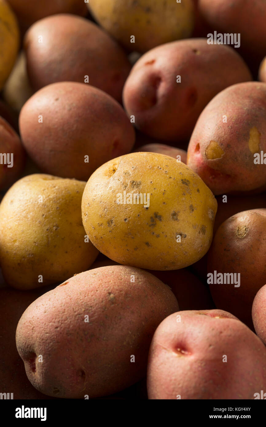 Raw Organic Mixed Baby Potatoes Ready to Cook Stock Photo Alamy